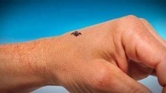 Клещи проснулись! Доброе утро. Фрагмент выпуска от 30.03.2015