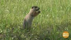 С новосельем, суслики! Доброе утро. Фрагмент выпуска от 02.08.2017