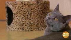 Когтеточки для кошек. Доброе утро. Фрагмент выпуска от 08.08.2017