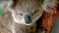 В мире. Как лечат коал. Доброе утро. Фрагмент выпуска от 25.03.2015