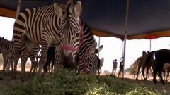 Цирки без зверей. Доброе утро. Фрагмент выпуска от 23.03.2015