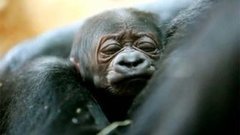 В мире. Юная горилла. Доброе утро. Фрагмент выпуска от 17.03.2015