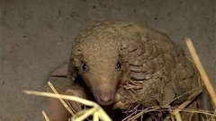 В мире. Редкие панголины. Доброе утро. Фрагмент выпуска от 16.03.2015