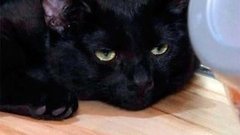 В мире. Кошачье кафе. Доброе утро. Фрагмент выпуска от 13.03.2015