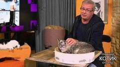 Лучшие коты недели с Алексеем Лысенковым. Главный котик страны. Фрагмент выпуска от 24.09.2017