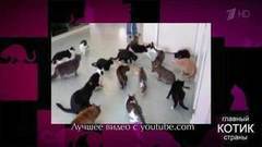 Коты резвятся — коты спят. Самые яркие видеоролики с участием кошек! Главный котик страны. Фрагмент выпуска от 24.09.2017