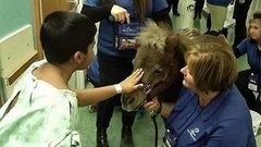 Лошадки-лекари. Лесные пожары. Малыши-гепарды. Суд над австралийкой. Международный день объятий. Доброе утро. Фрагмент выпуска от 21.01.2015