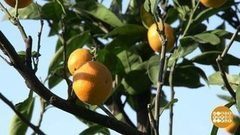 Собираем мандарины. Доброе утро. Фрагмент выпуска от 21.11.2017