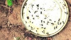 Муравьи на дачном участке. Доброе утро. Фрагмент выпуска от 11.09.2015