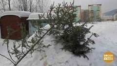 Елки для буренок. Доброе утро. Фрагмент выпуска от 17.01.2018