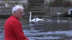 В мире. Подсчет лебедей. Доброе утро. Фрагмент выпуска от 12.08.2015