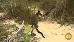 В мире. Кенгуру валлаби. Доброе утро. Фрагмент выпуска от 06.02.2018