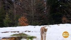 В мире. Редкие рыси. Доброе утро. Фрагмент выпуска от 07.02.2018
