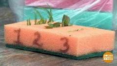 Проращиваем семена в губке. Доброе утро. Фрагмент выпуска от 03.04.2018