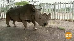 В мире. Надежда на потомство Судана. Доброе утро. Фрагмент выпуска от 06.04.2018