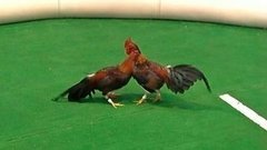 В мире. Петушиные бои. Доброе утро. Фрагмент выпуска от 19.10.2015