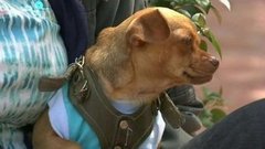 В мире. Травят псов. Доброе утро. Фрагмент выпуска от 23.10.2015