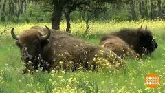 В мире. Зубры-переселенцы. Доброе утро. Фрагмент выпуска от 30.05.2018