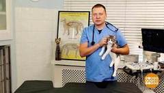 Как дать кошке лекарство. Доброе утро. Фрагмент выпуска от 05.06.2018