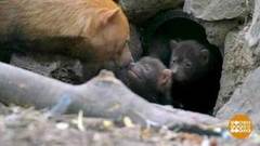 В мире. Собаки Буша. Доброе утро. Фрагмент выпуска от 06.08.2018