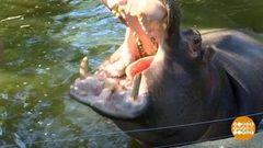 В мире. Ледяные угощения для зверей. Доброе утро. Фрагмент выпуска от 31.08.2018