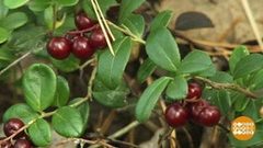 Собираем бруснику. Доброе утро. Фрагмент выпуска от 17.09.2018