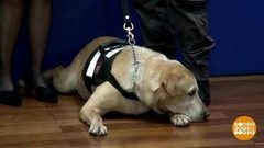 В мире. Псы-нюхачи на пенсии. Доброе утро. Фрагмент выпуска от 10.10.2018