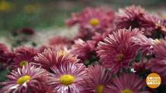 Бал хризантем. Доброе утро. Фрагмент выпуска от 24.10.2018