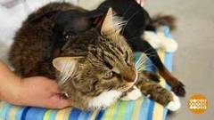 Как подружить кошку и собаку. Доброе утро. Фрагмент выпуска от 06.11.2018