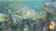 Ловись, рыбка, свежая и вкусная. Доброе утро. Фрагмент выпуска от 12.11.2018