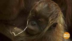 В мире. Юный орангутан. Доброе утро. Фрагмент выпуска от 19.11.2018