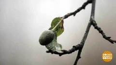 Зимняя слива и ноябрьский рододендрон. Доброе утро. Фрагмент выпуска от 22.11.2018