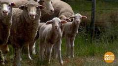 В мире. Дроны спасают ягнят. Доброе утро. Фрагмент выпуска от 28.12.2018