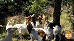 В мире. Козы против пожаров. Доброе утро. Фрагмент выпуска от 09.01.2019