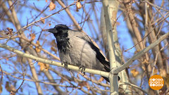 Когда ждать весну? Доброе утро. Фрагмент выпуска от 01.02.2019