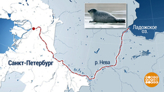 Невский тюлененок. Доброе утро. Фрагмент выпуска от 18.02.2019