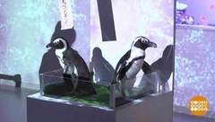 В мире. Сакура в аквапарке. Доброе утро. Фрагмент выпуска от 19.04.2019