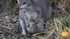 В мире. Родился мини-кенгуру. Доброе утро. Фрагмент выпуска от 08.05.2019