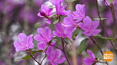 Маральник цветет! Доброе утро. Фрагмент выпуска от 17.05.2019