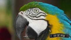 Что? Где? Когда? Летняя серия игр. Анонс