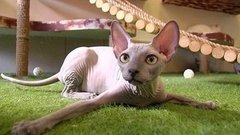 Кошки против собак. Доброе утро. Фрагмент выпуска от 30.11.2015