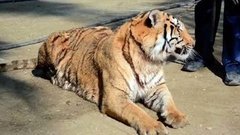 В мире. Тигр-беглец. Доброе утро. Фрагмент выпуска от 09.12.2015