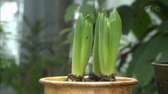 Уход за гиацинтами. Фазенда. Фрагмент выпуска от 13.12.2015