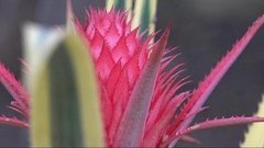 Запуталась природа