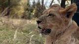 В Саратовской области львицу, напавшую на подростка, изымут у владельца по решению суда