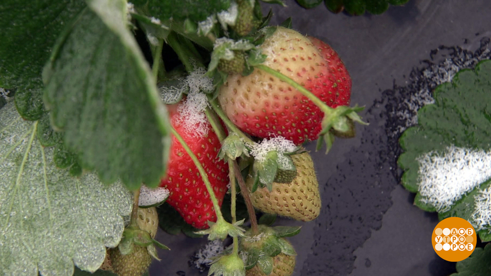 Сказки японских островов - 1968. Земляника в снегу. Возвратные заморозки. Земляника под снегом японская сказка. Земляника под снегом волгоград.