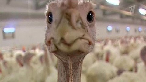 «Среда обитания. Птица счастья». Документальный фильм