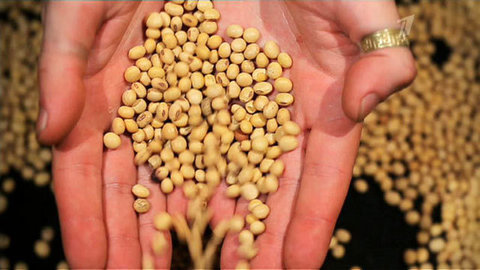 «Среда обитания. Ни рыба ни мясо». Документальный фильм