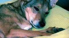 Домашняя живность. Всё по стандарту! Доброе утро. Фрагмент выпуска от 25.03.2016