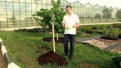 Сажаем деревья. Доброе утро. Фрагмент выпуска от 07.06.2016